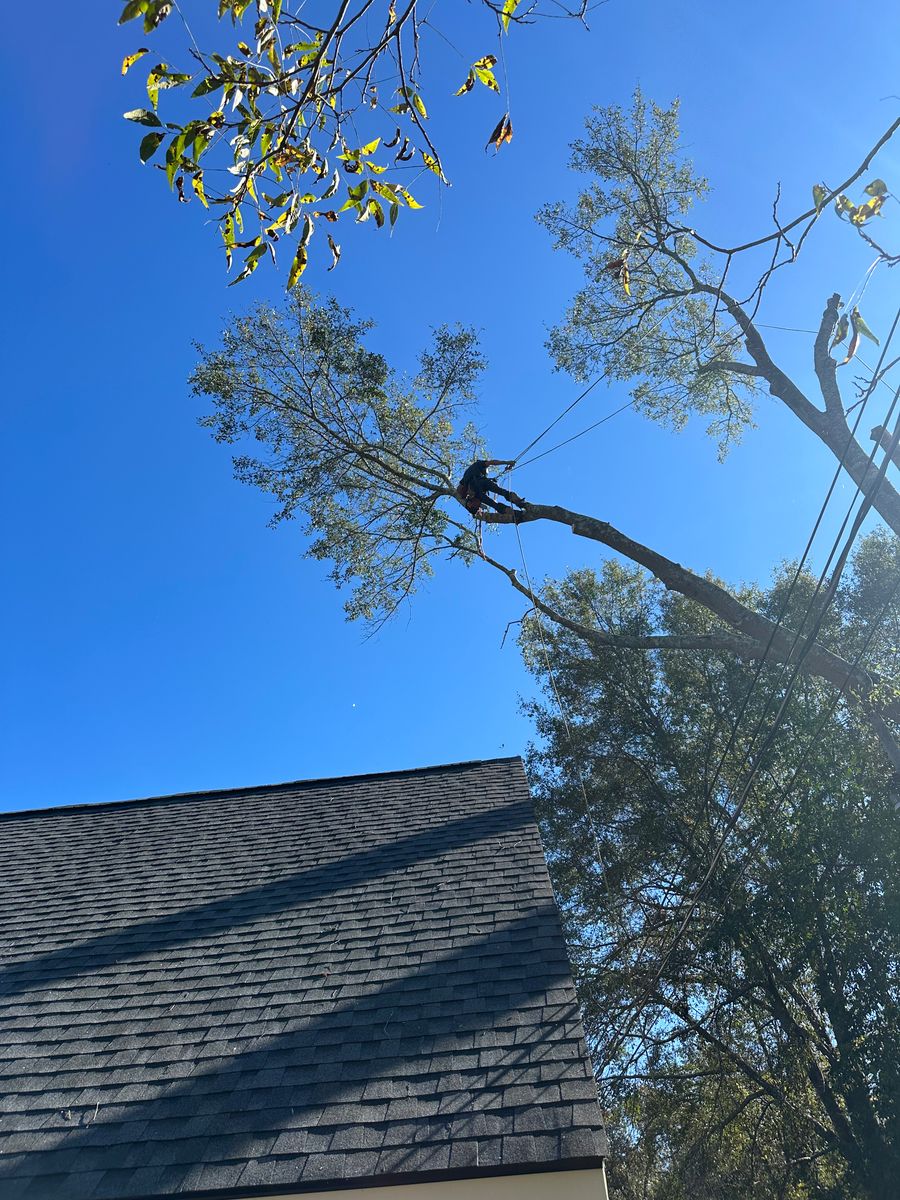 Tree Removal for ArborMax in Thomaston, GA