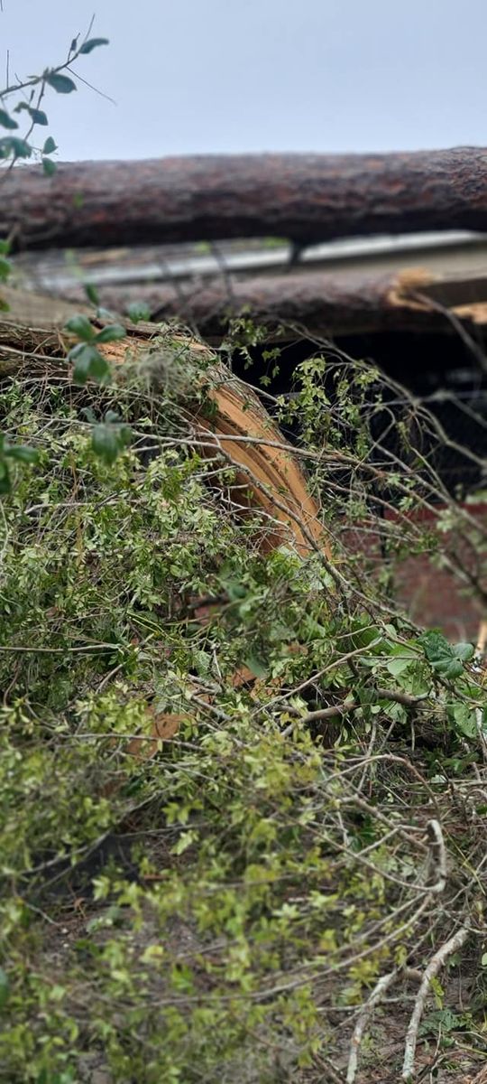 Tree Removal for Daniel Hickey’s Tree Service in DeLand, FL