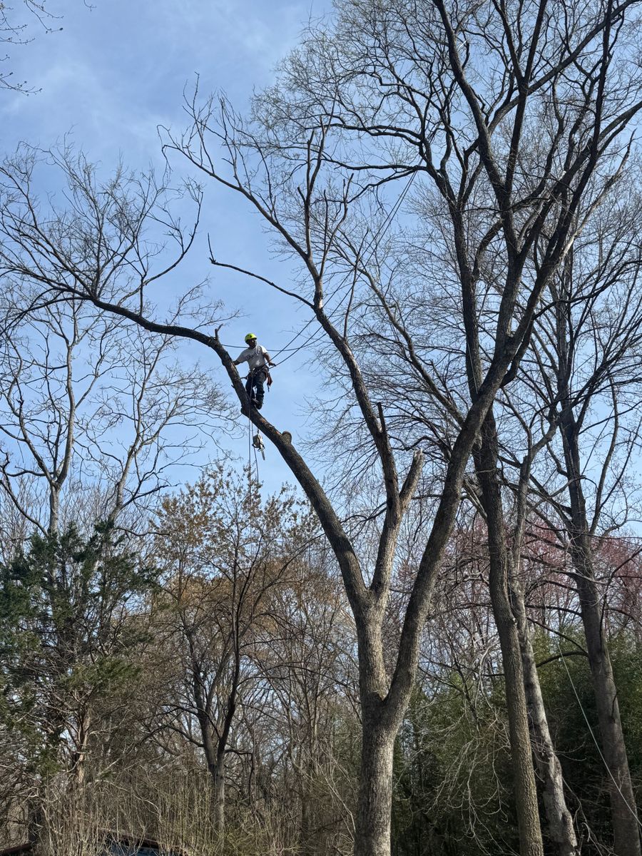 Tree Trimming for Branch Out Tree Care LLC in Fredericksburg, VA