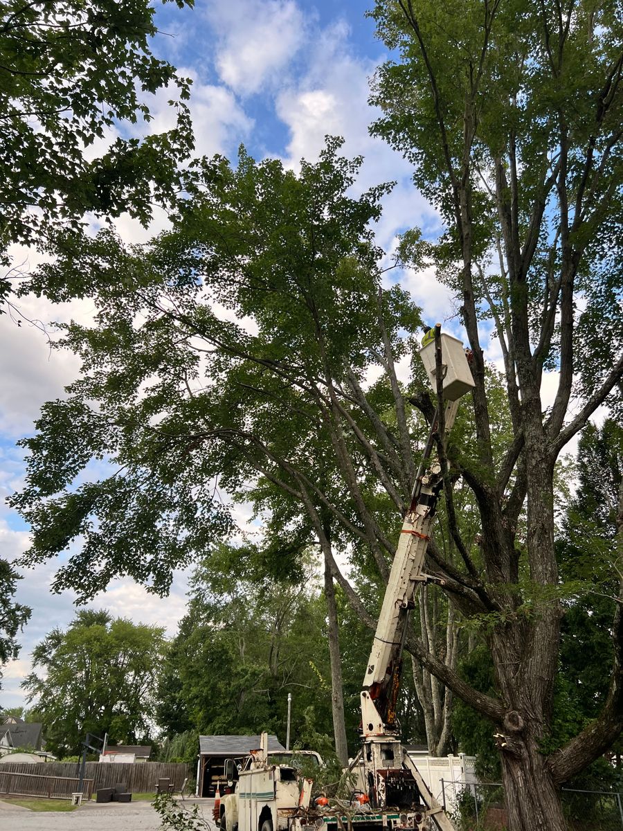 Tree Trimming for Kadin’s Tree Service in North Vernon, IN