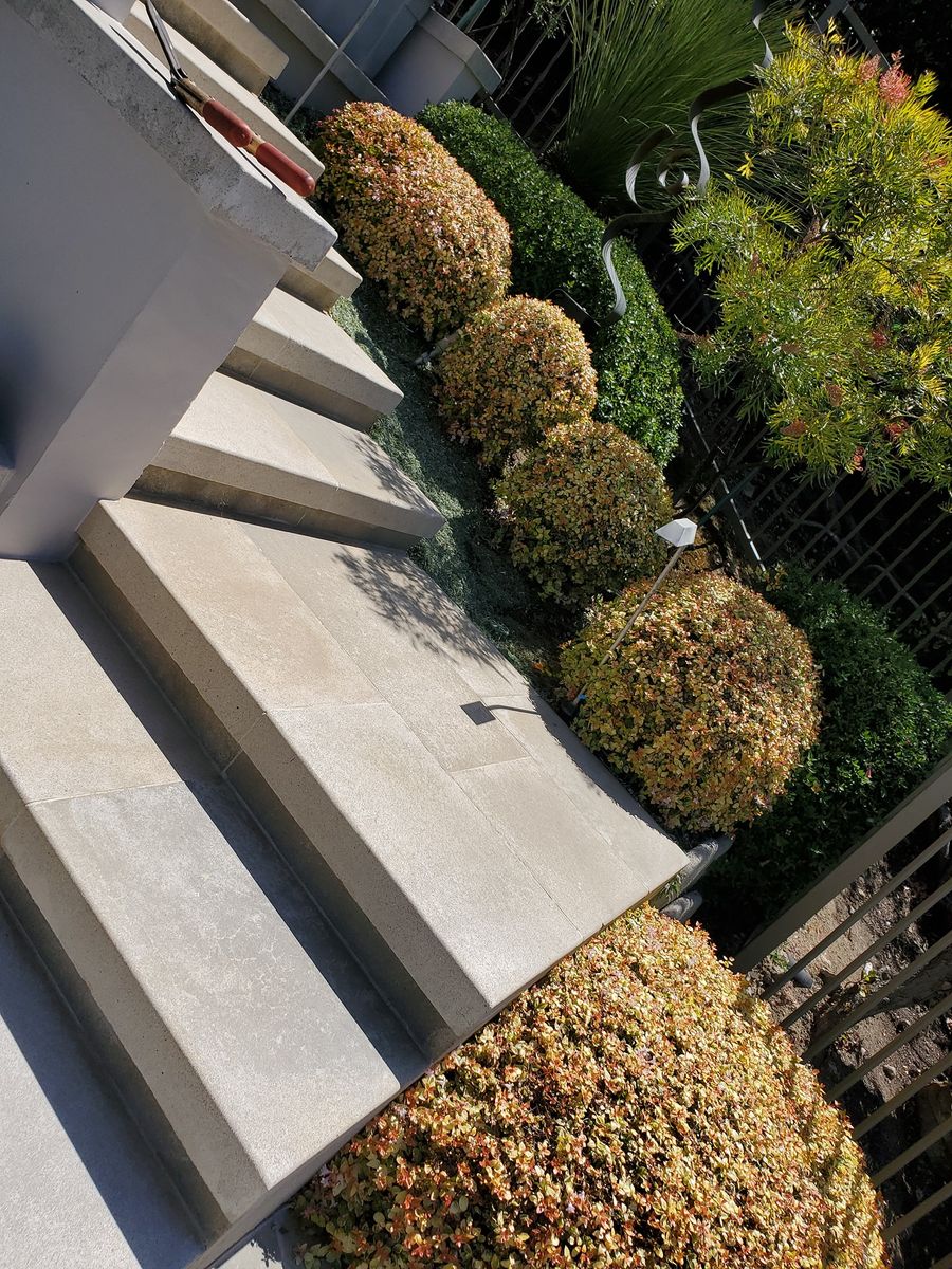 Tree & Shrub Care for Benito's Gardening in San Juan Capistrano, CA