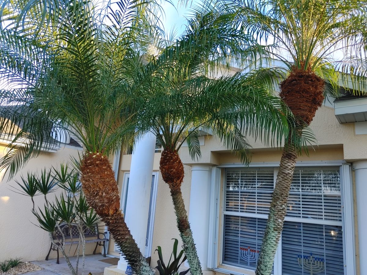 Landscape Installation for Epic Vine Design in Melbourne, FL