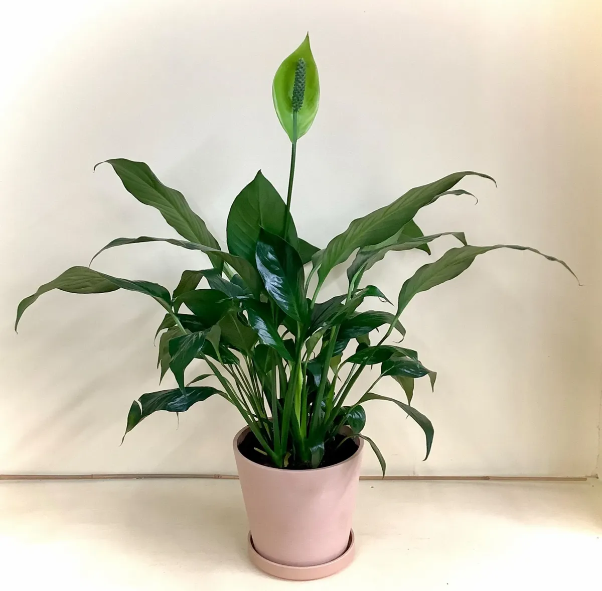 Peace Lily for The Dailey Daisy in Hardwick, VT