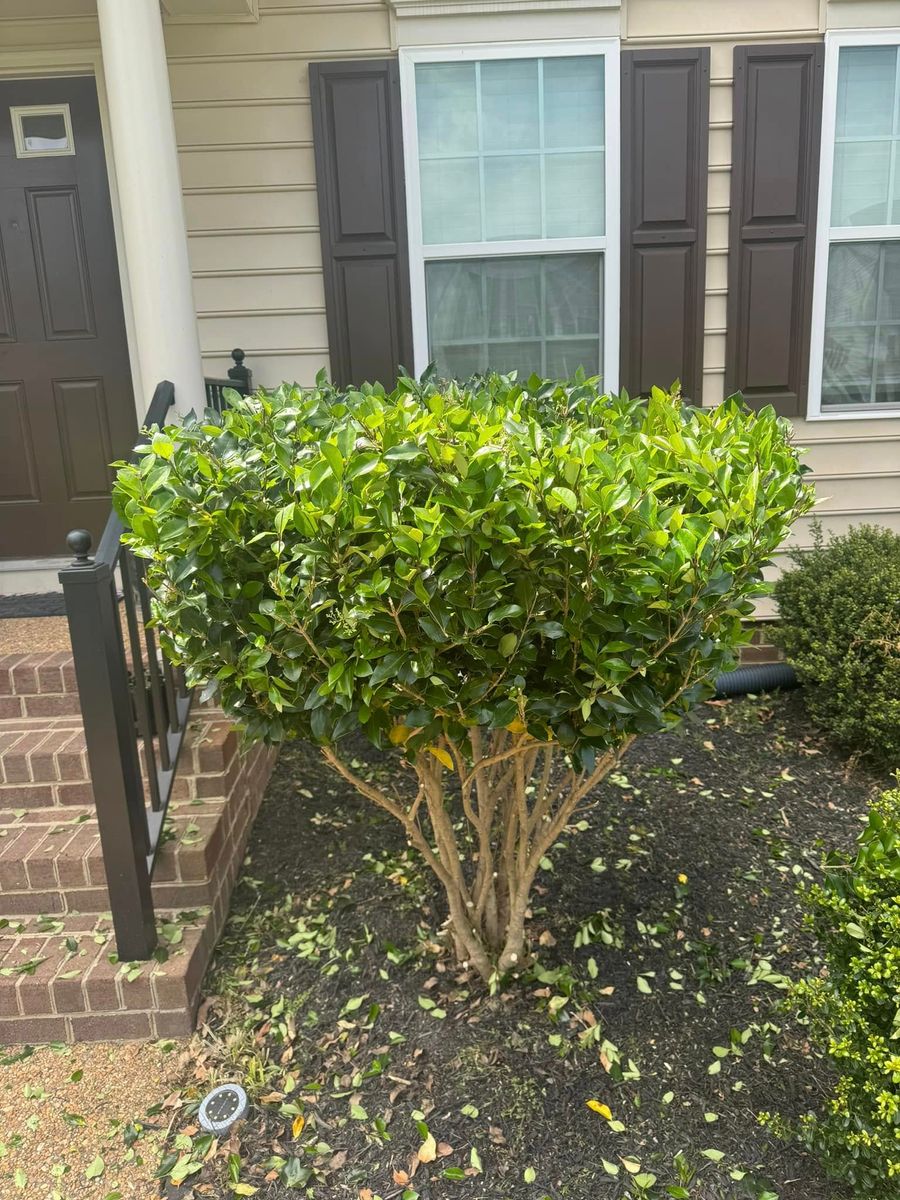 Shrub Trimming for Lawn Popper's, LLC in Richmond, VA