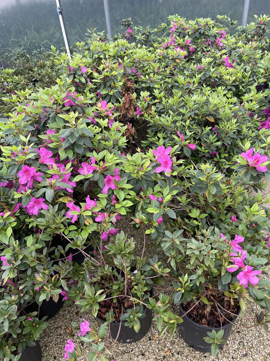 Landscape Installation for Atlas Land Design in Creekside Park, TX