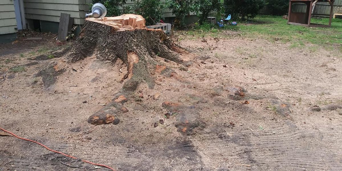 Stump Removal for Beach Tree Care in Virginia Beach, VA