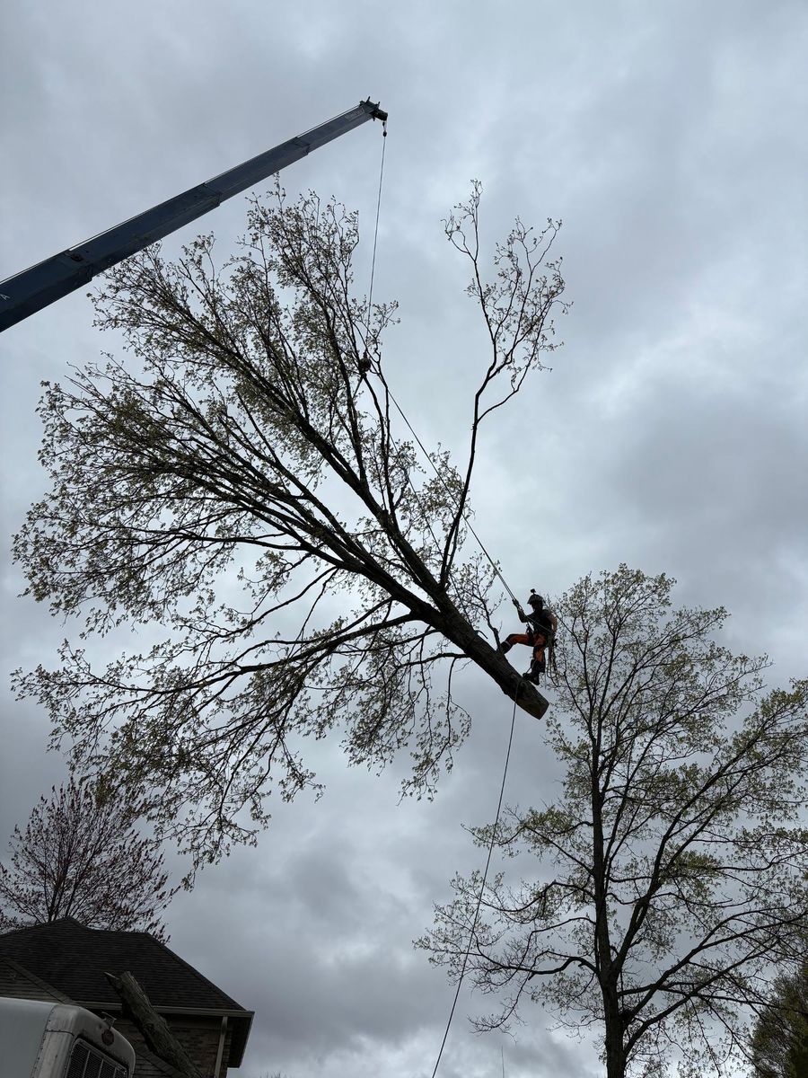 Tree Removal for Anstaetts Tree Service in Batavia, OH