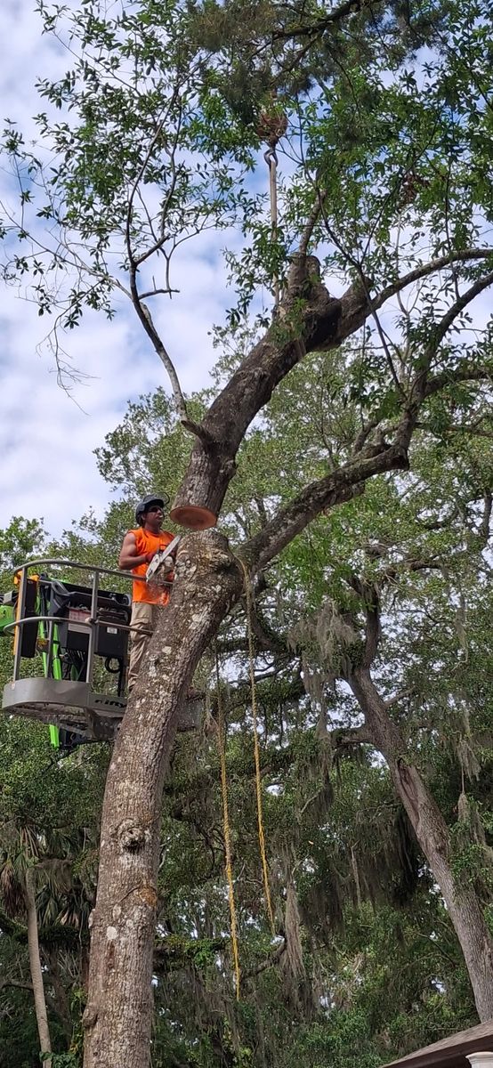 Tree Trimming for Daniel Hickey’s Tree Service in DeLand, FL