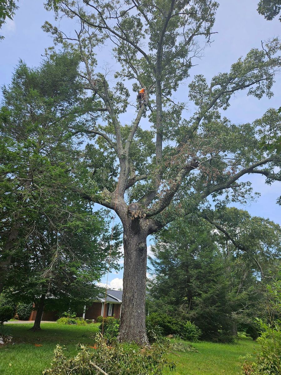 Tree Service for Paradise Landscaping and Tree Service in Greenville, SC