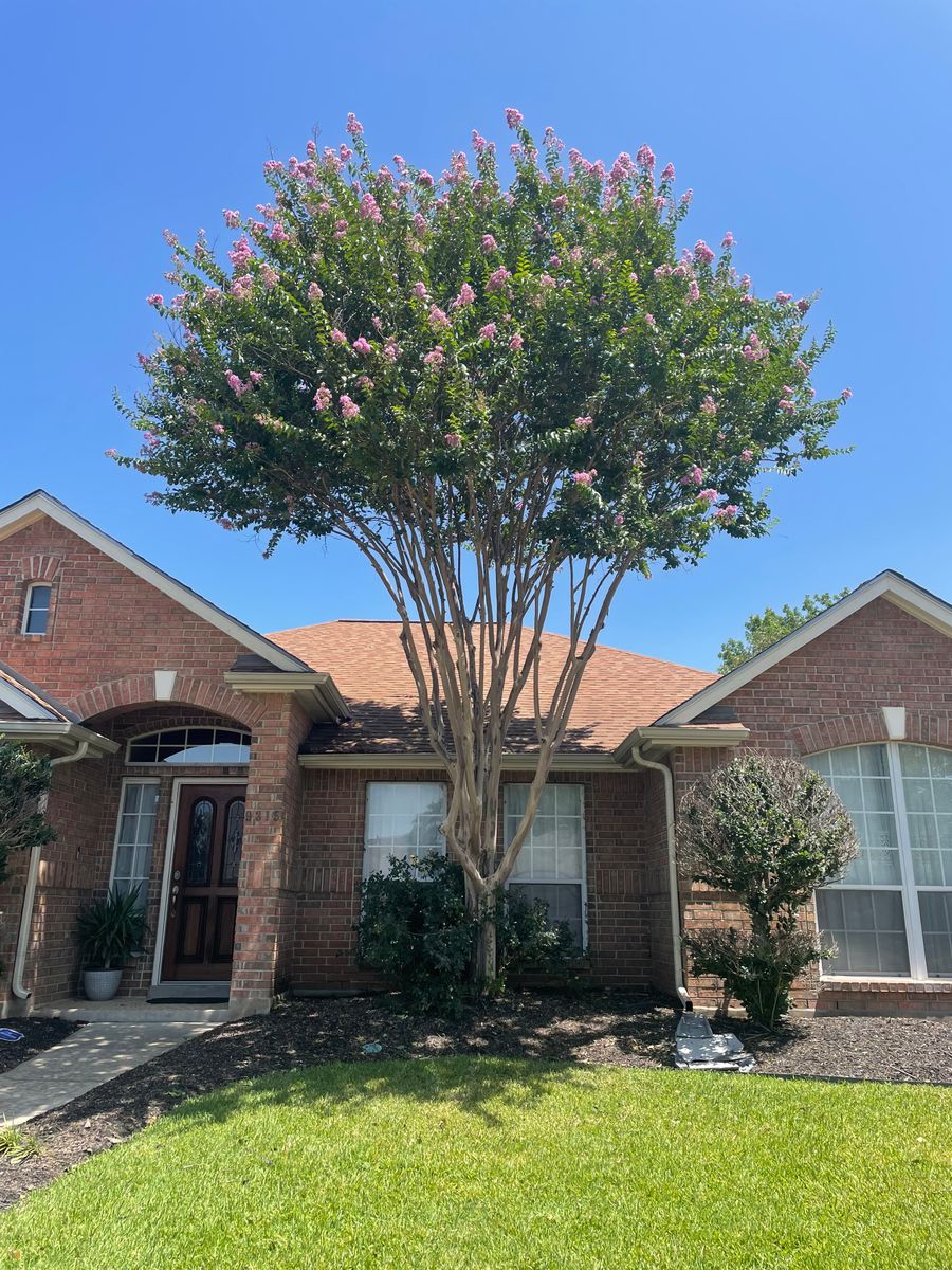 Tree Trimming for Z’s Trees LLC in Grey Forest, TX