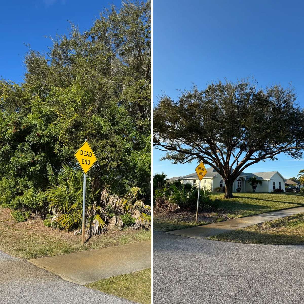 Tree Removal for Lemon Bay Tree Service  in Englewood, FL