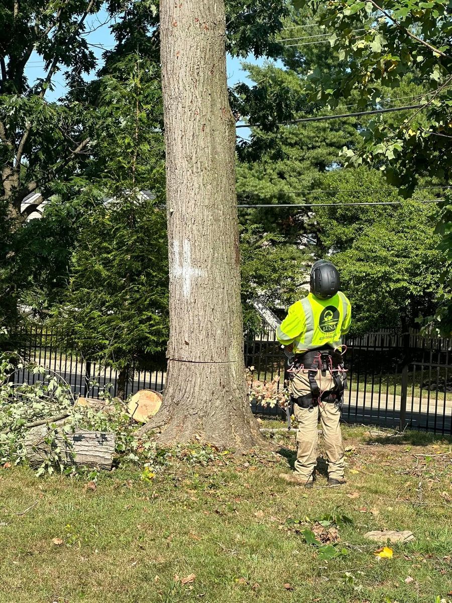 Tree Removal for Luna Landscaping and Construction in Parkville, MD