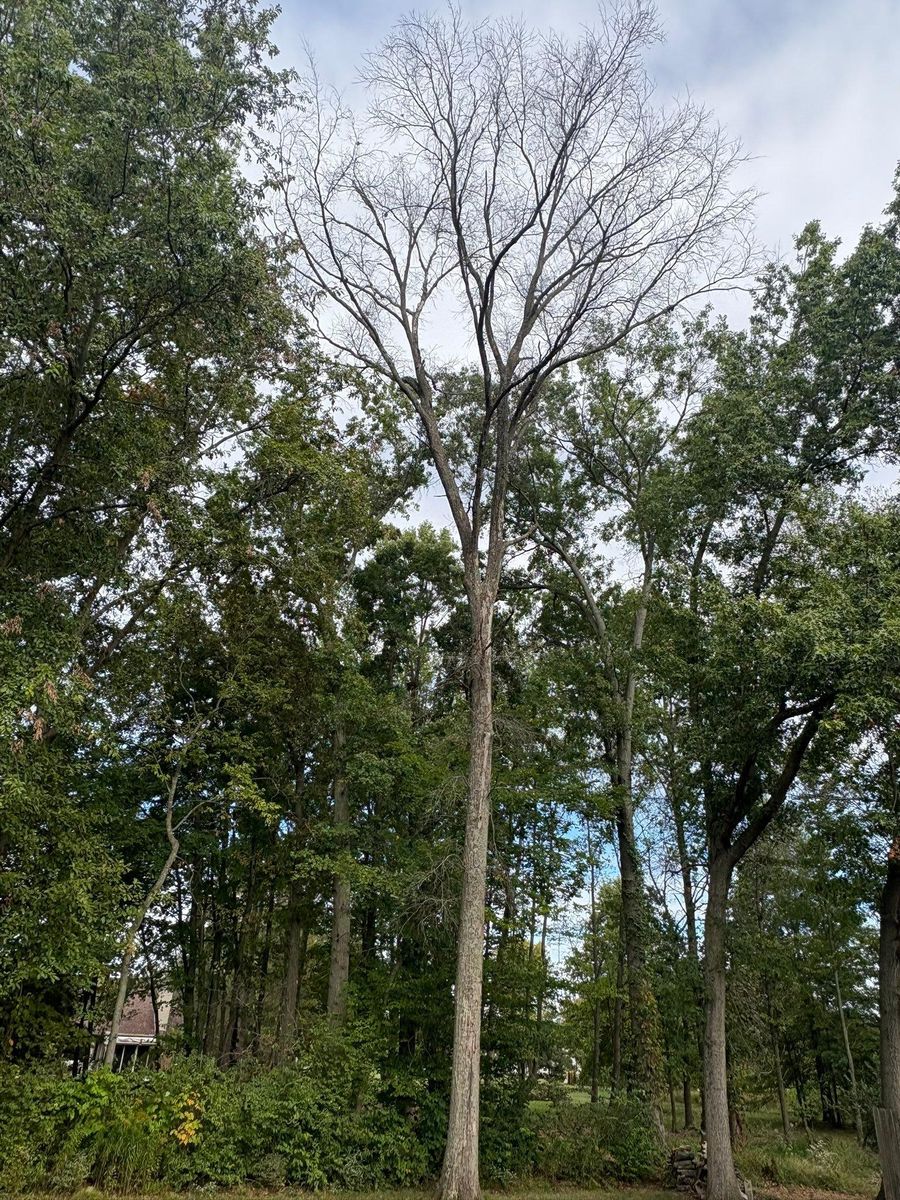 Tree Trimming for Dig-It Tree Company in Mason, OH