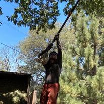 Fruit Tree Pruning for The Tree Fairy in Temecula, CA