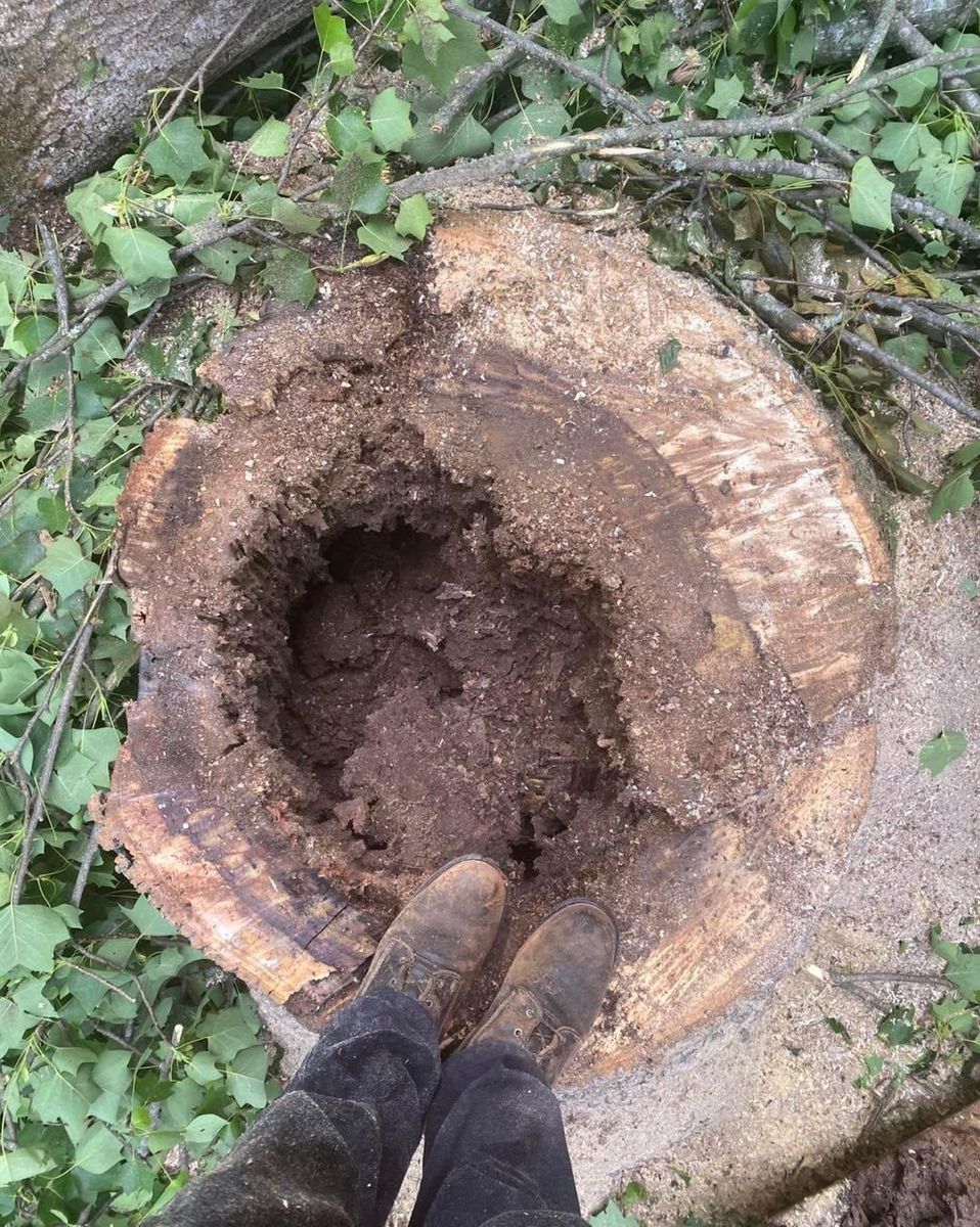 Stump Removal for Pinedown LLC in Cherokee County, GA