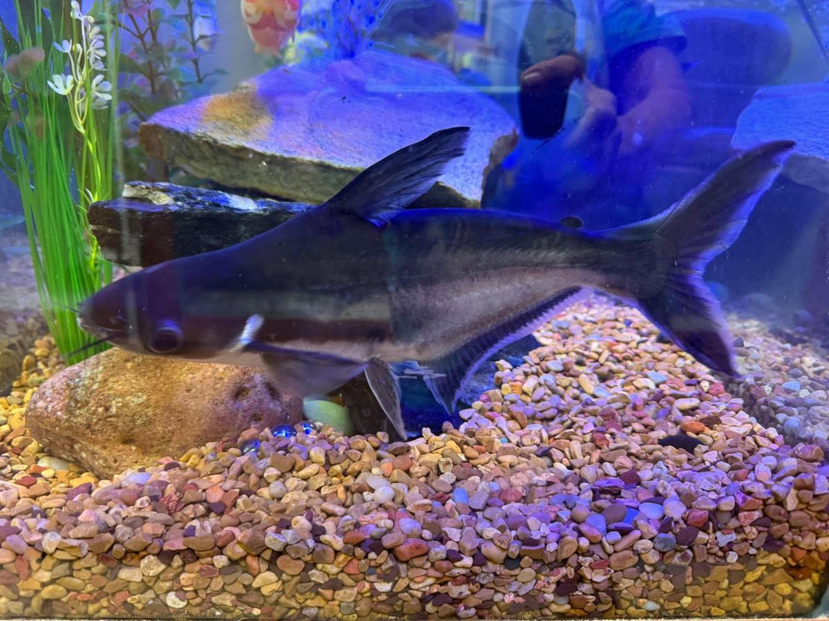 Aquarium Maintenance for Aquariums by Sharyn in The State of Florida, FL