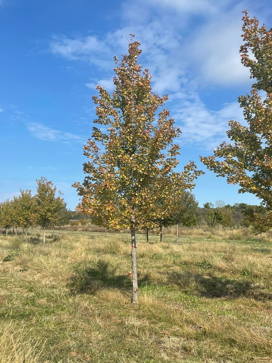 Tree Installations for R&J Hydromulch in Booker, TX