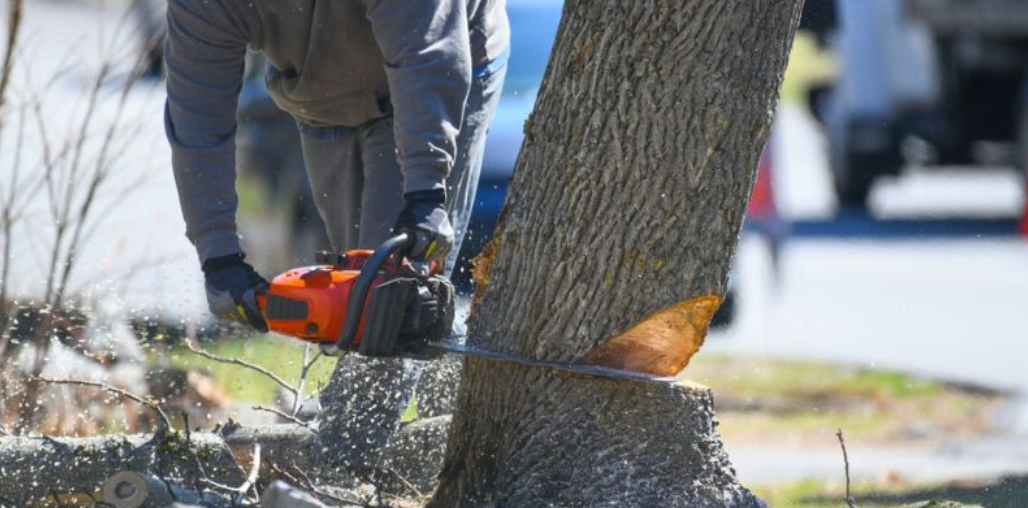 Tree Trimming for Garcia Lawn Service & Landscaping in Lafayette, TN