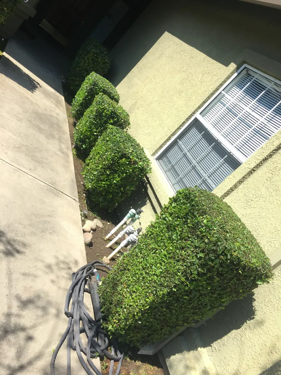 Shrub Trimming for AG Landscaping in Lodi, CA