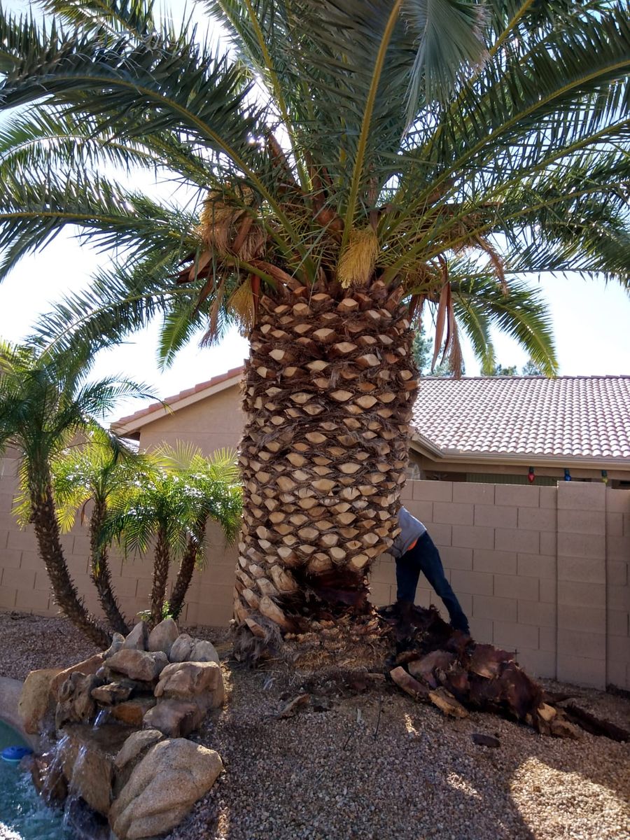 Palms Trimming for AZ Tree & Hardscape Co in Surprise, AZ