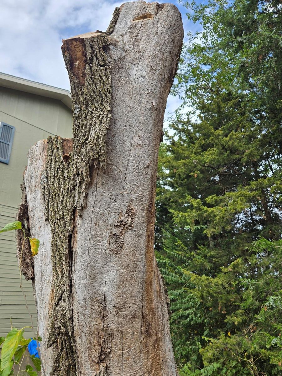Tree Removal for Lawn Ranger Yard And Tree Service LLC in Ottumwa, IA