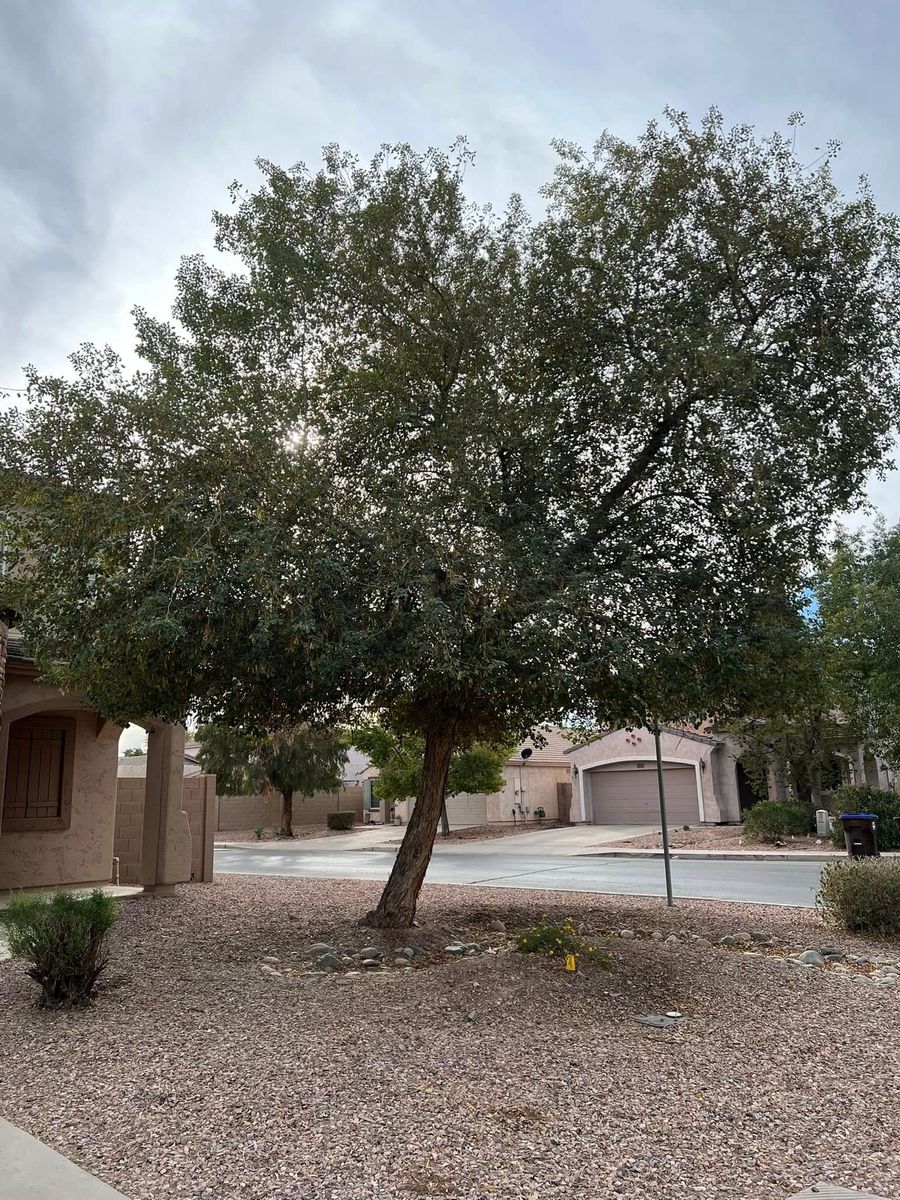 Tree Trimming for Good Hands Landscape in Maricopa, AZ