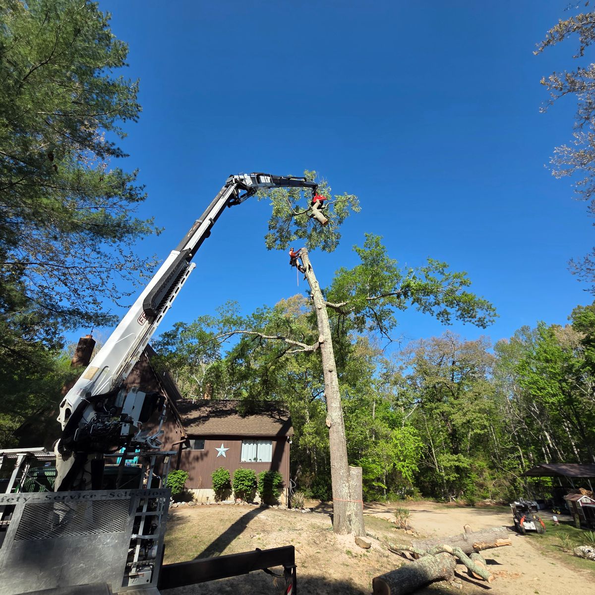 Tree Removal for Darbie's Tree Service in Newburg,  MD