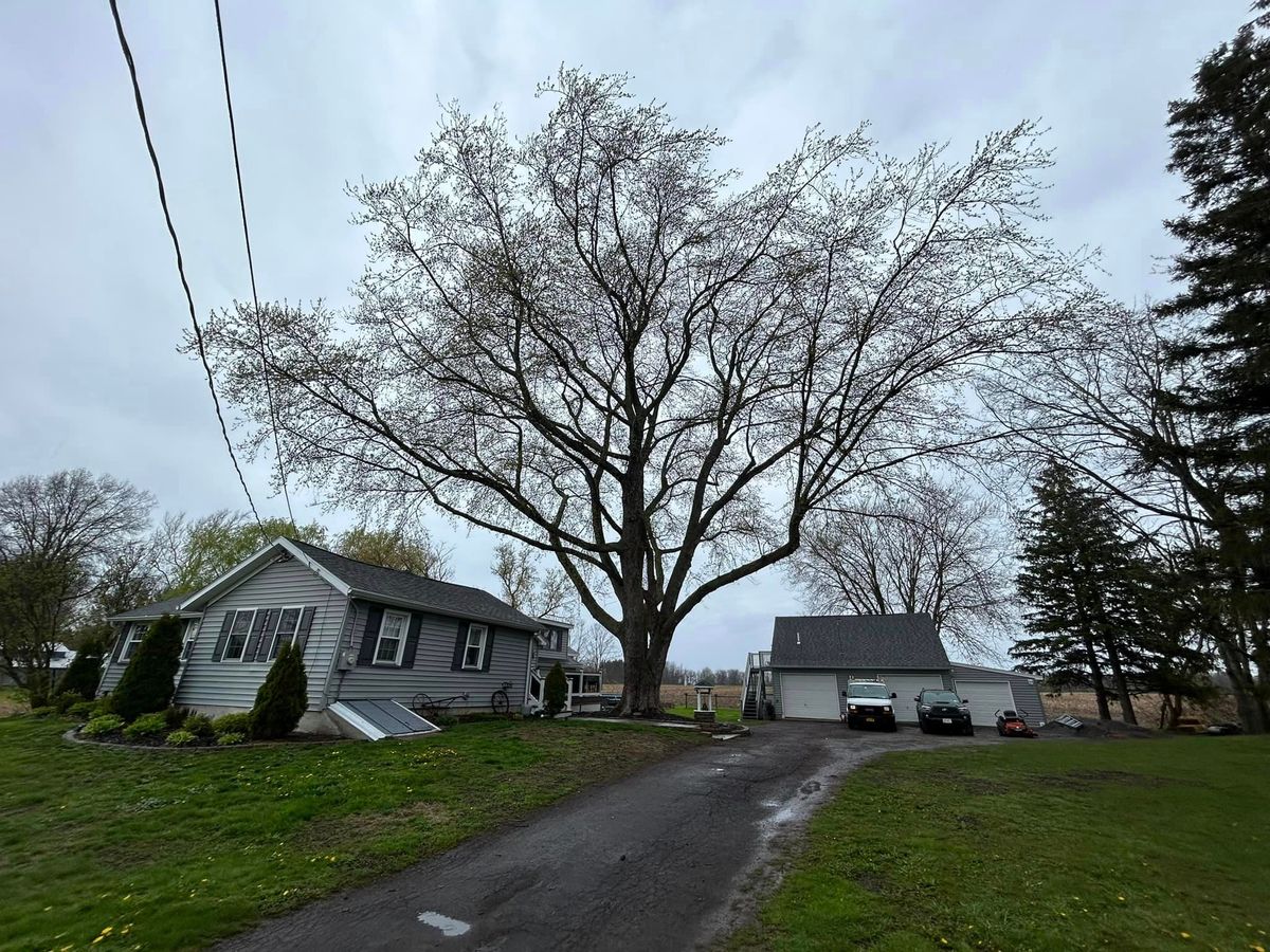 Tree Removal for S.H. Tree Service LLC in Hilton, NY