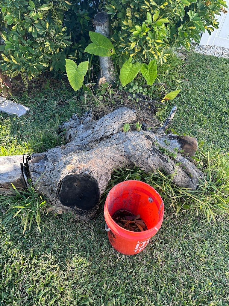 Stump Removal for Busy Beaver Stump Removal, Inc in Clearwater, FL