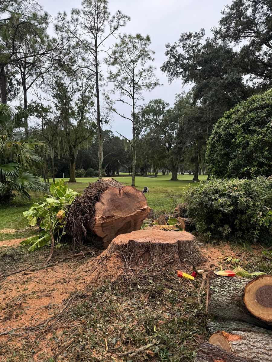 Stump Removal for Ryker's Tree Service in Dunedin, FL