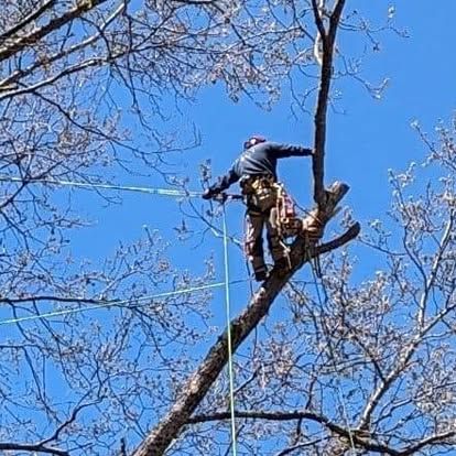 Tree Removal for Lopez Landscaping and Tree Service  in Waynesville, NC