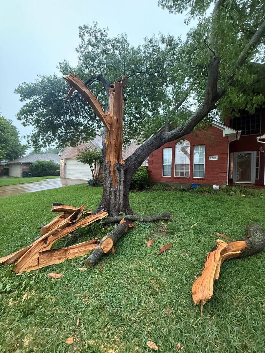 Tree Removal for Blu-J Tree Care in Arlington, TX