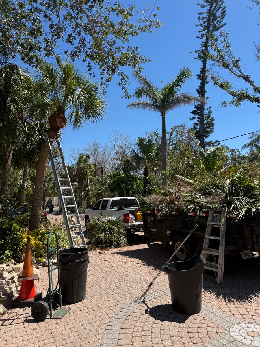 Palm Pruning for Damian’s Tree Care in Sarasota, FL