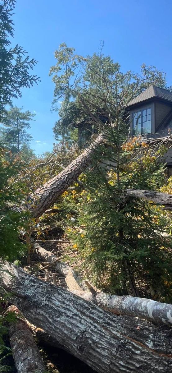 Tree Removal for Andy's Tree Service in Zirconia, NC