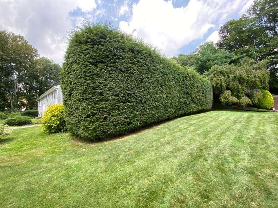 Seasonal Pruning & Shaping for Ace Landscaping in Trumbull, CT