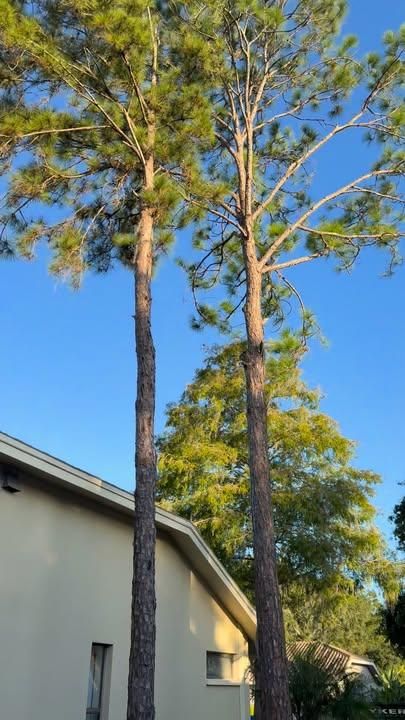 Tree Removal for Ryker's Tree Service in Dunedin, FL