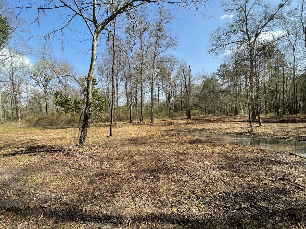 Forestry Mulching for Cooks Aquatic Excavating in Weirsdale, FL