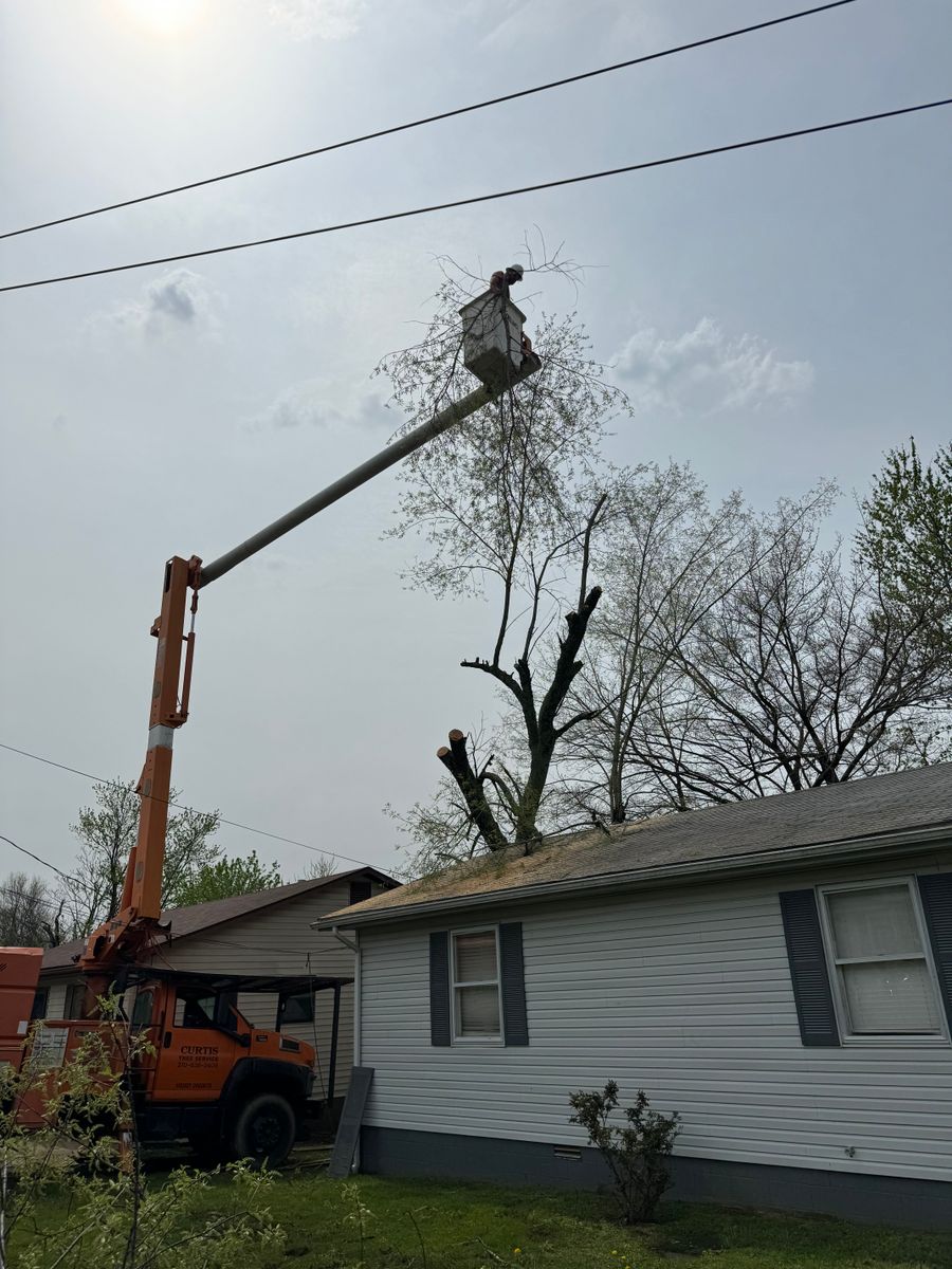 Tree Trimming for Curtis Tree Service LLC in Hopkins County, KY
