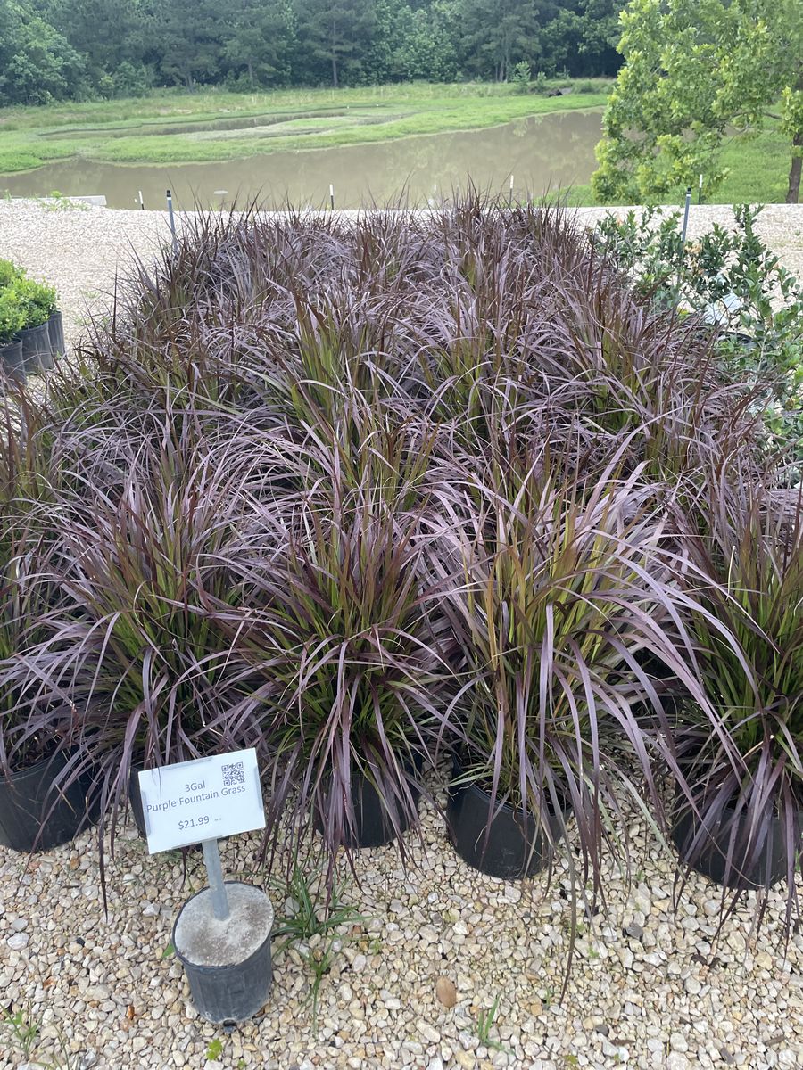 Landscape Installation for Atlas Land Design in Creekside Park, TX