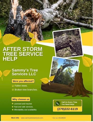 Tree Trimming for Sammy's Tree Services in Sacramento, CA