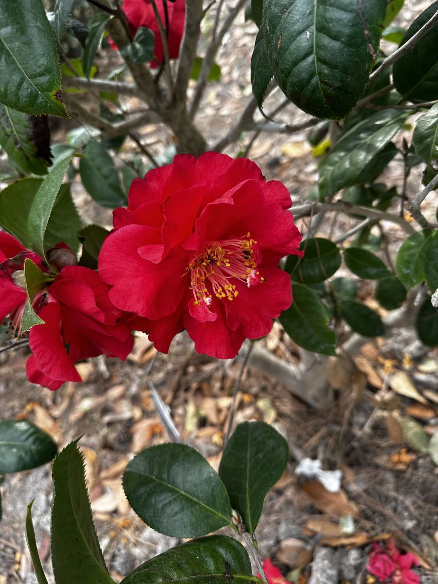 Landscape Installation for Atlas Land Design in Creekside Park, TX