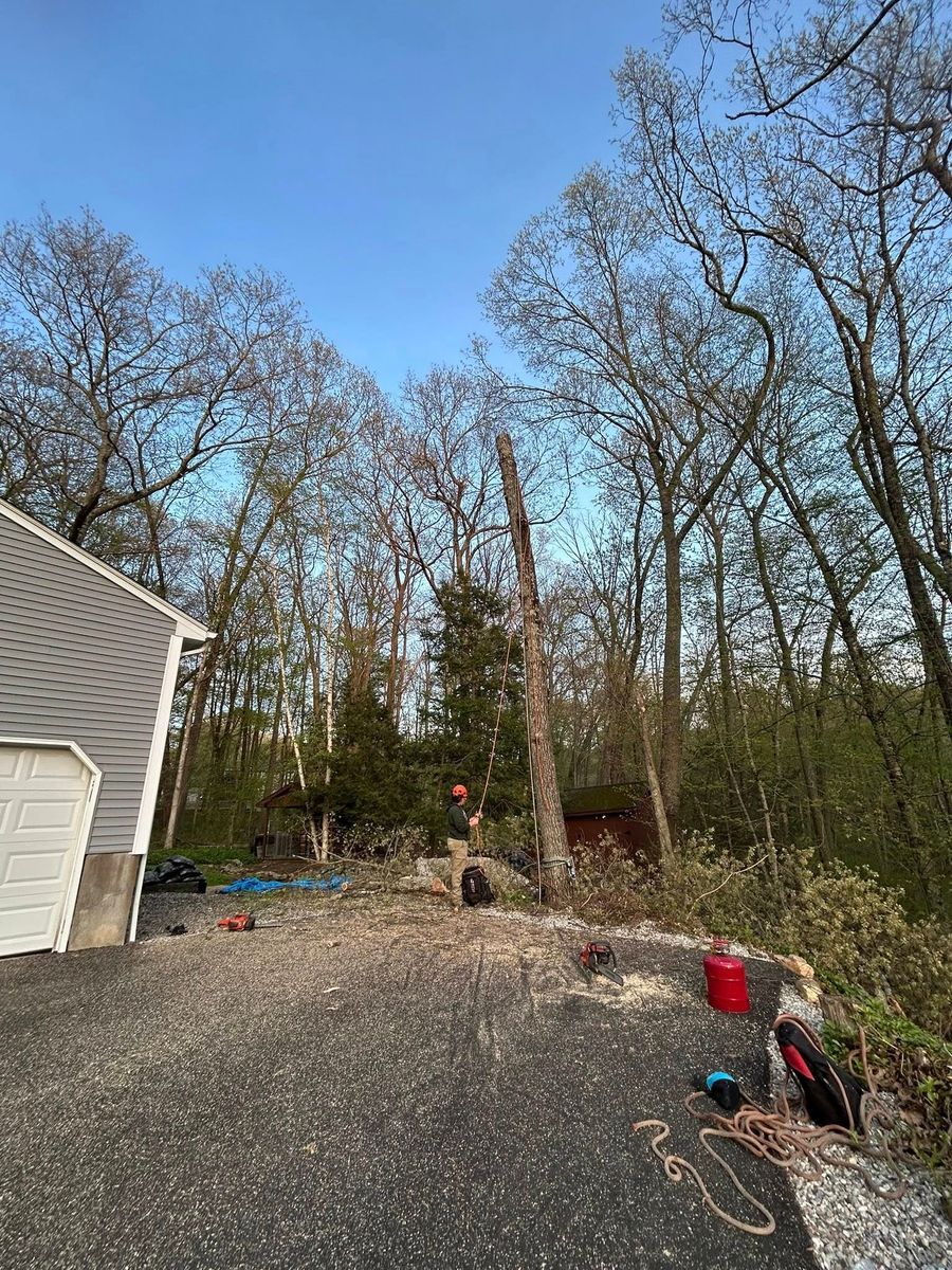Dead Limb Removal for DC TREE in Vernon, CT