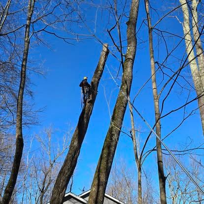 Shrub & Tree Trimming for Lopez Landscaping and Tree Service  in Waynesville, NC