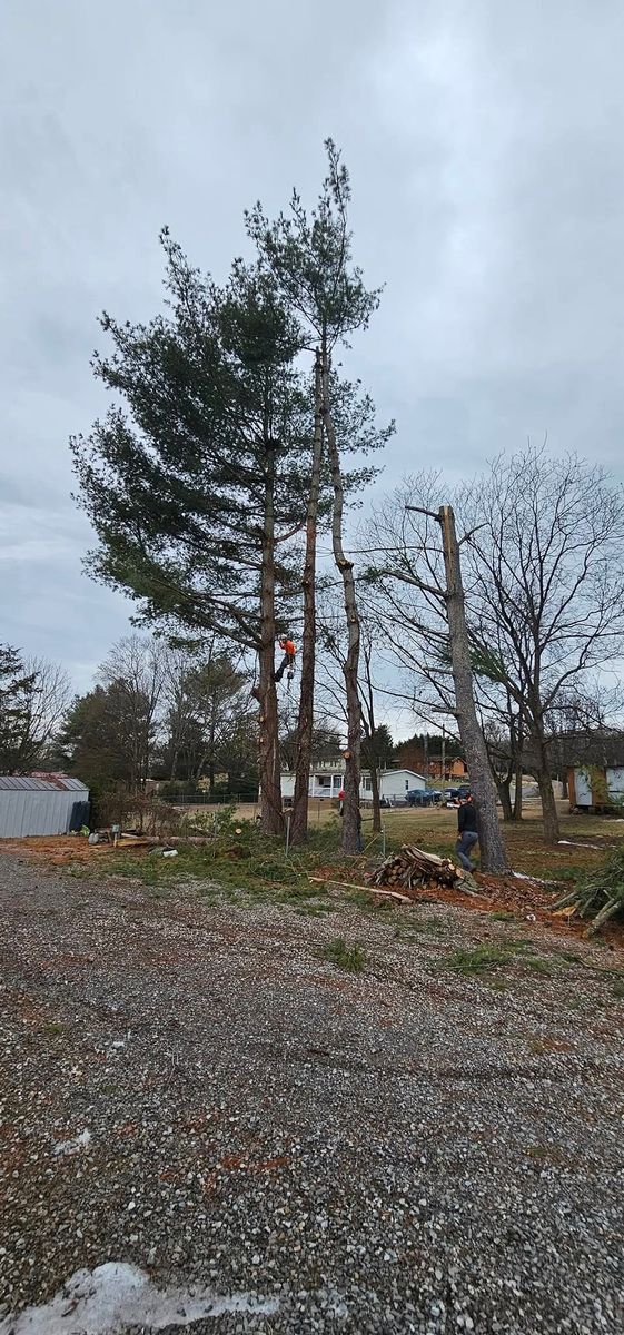 Tree Trimming for Reagan & Sons Tree Service in Dandridge, TN