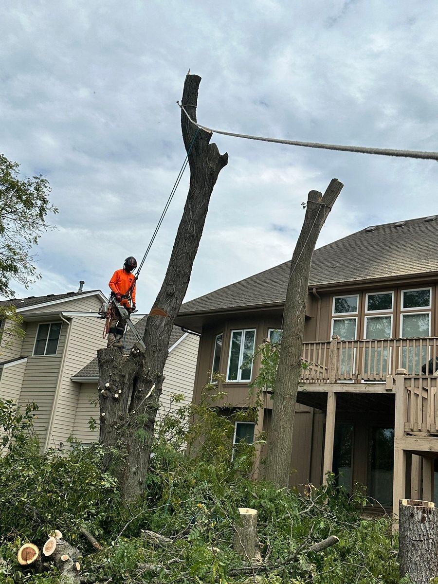 Tree Trimming for Cross Family Tree Service in Kearney, MO