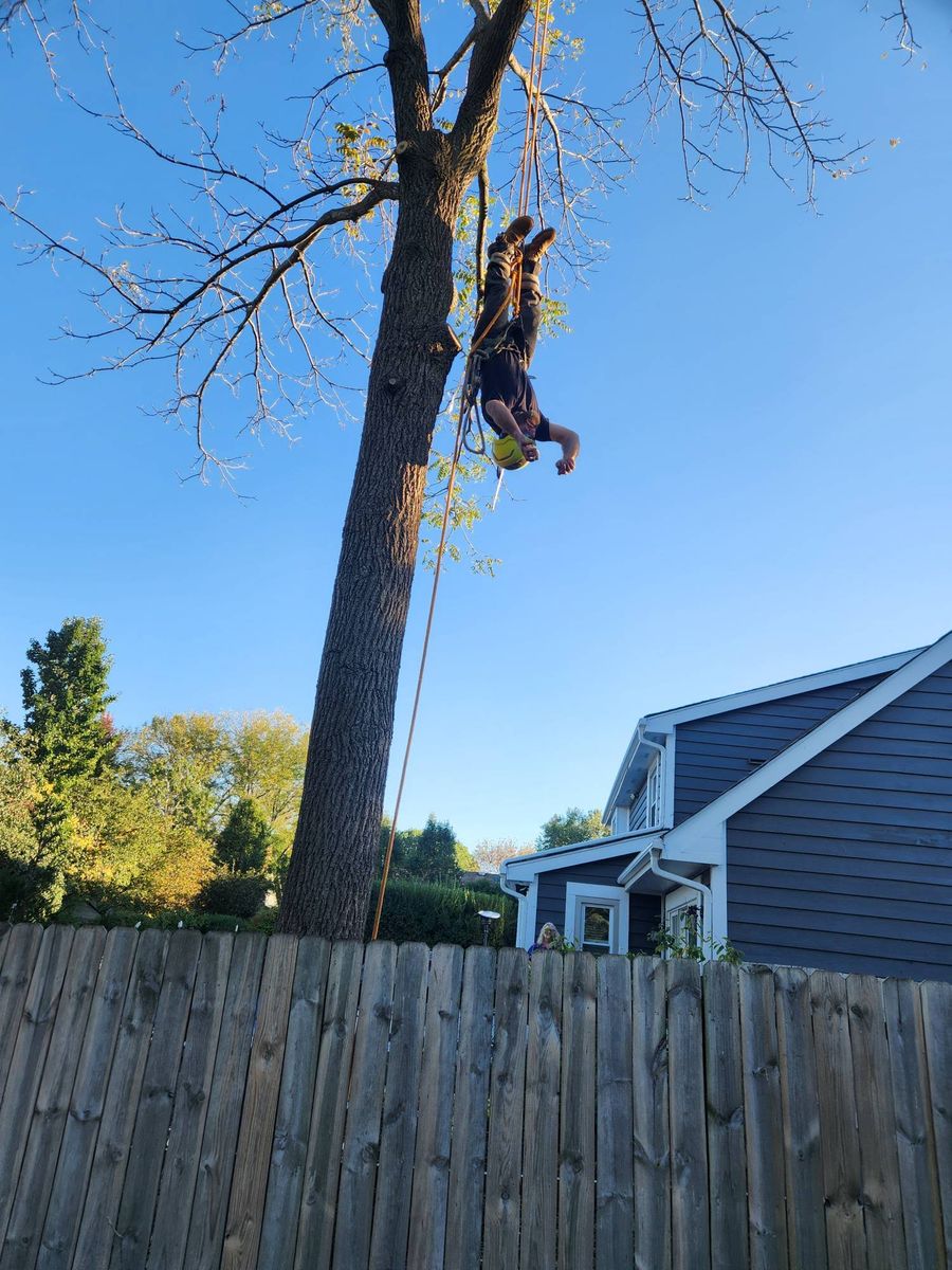 Tree Removal for Canopy Tree Service in Kenosha, WI