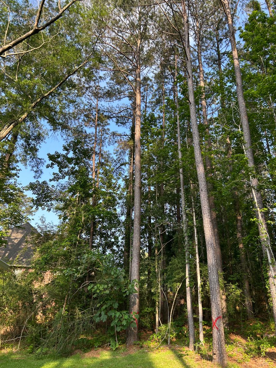 Tree Services for Broadway & McMullen Construction in Hattiesburg, MS