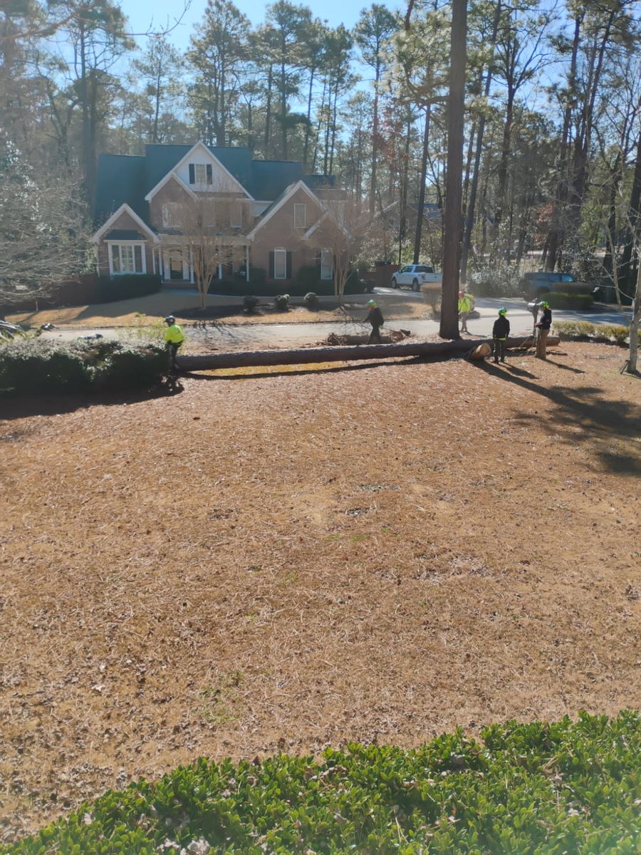 Tree Removal for Diversified Tree Company in Trinity, NC