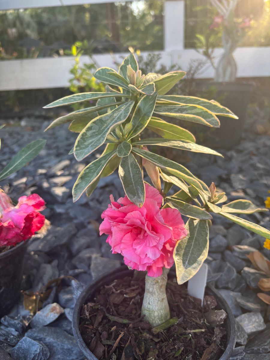 Custom Plant Bouquets for Lawn Caring Guys in Cape Coral, FL