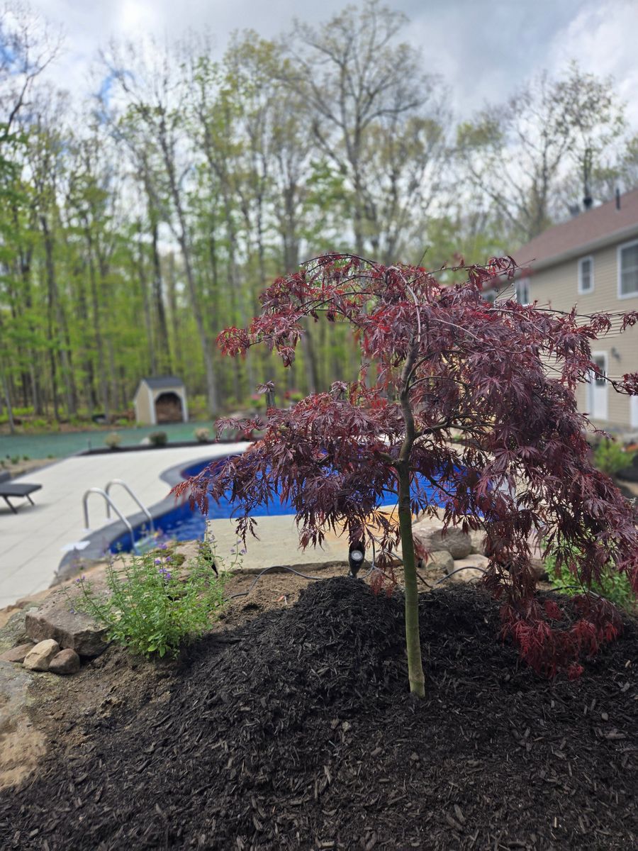 Planting & Pruning for Tony Monaco Landscaping Inc. in Orange County, NY